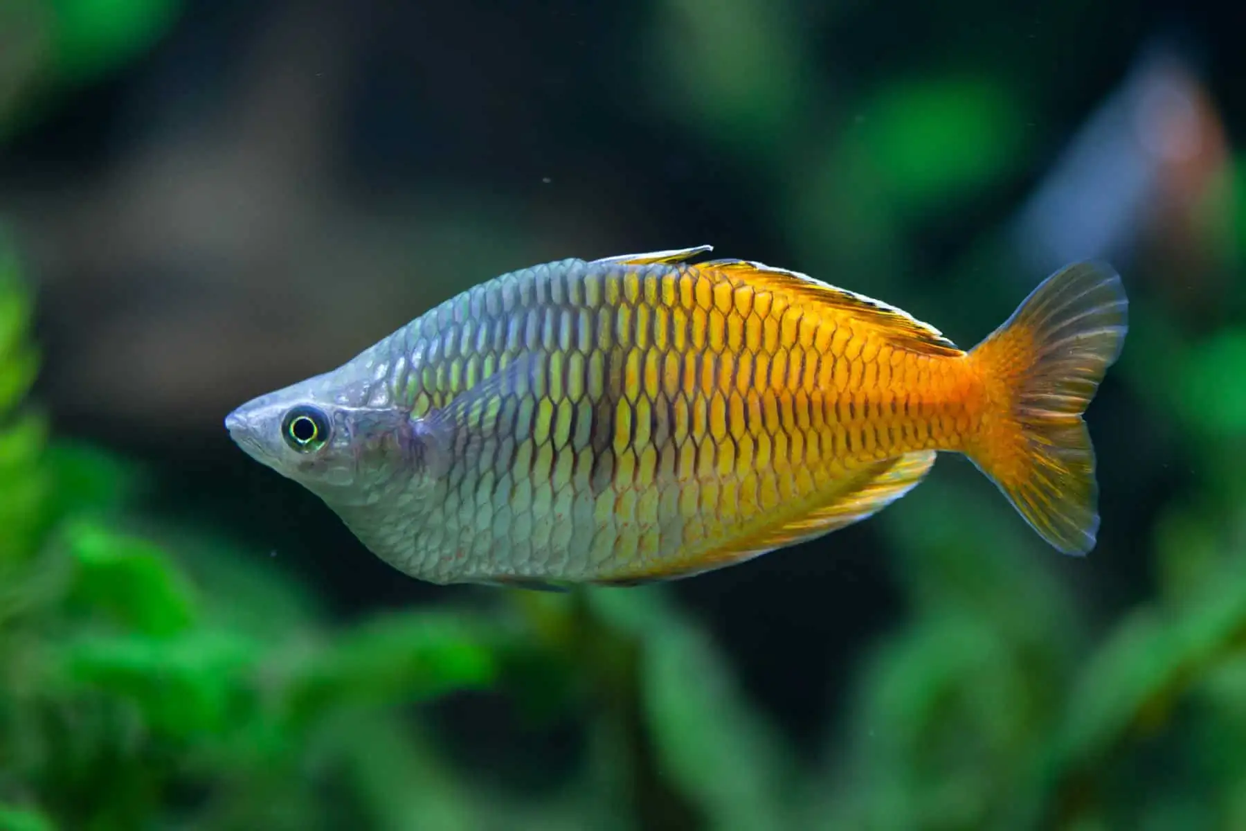Boesemani Rainbow